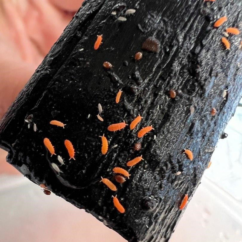 Springtails (Orange)