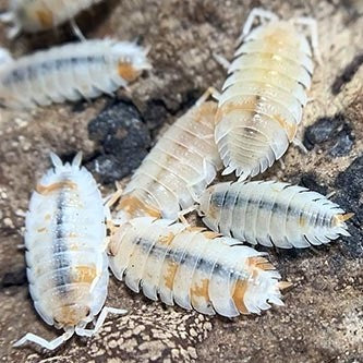 Orange Dalmation Isopods - 10 count