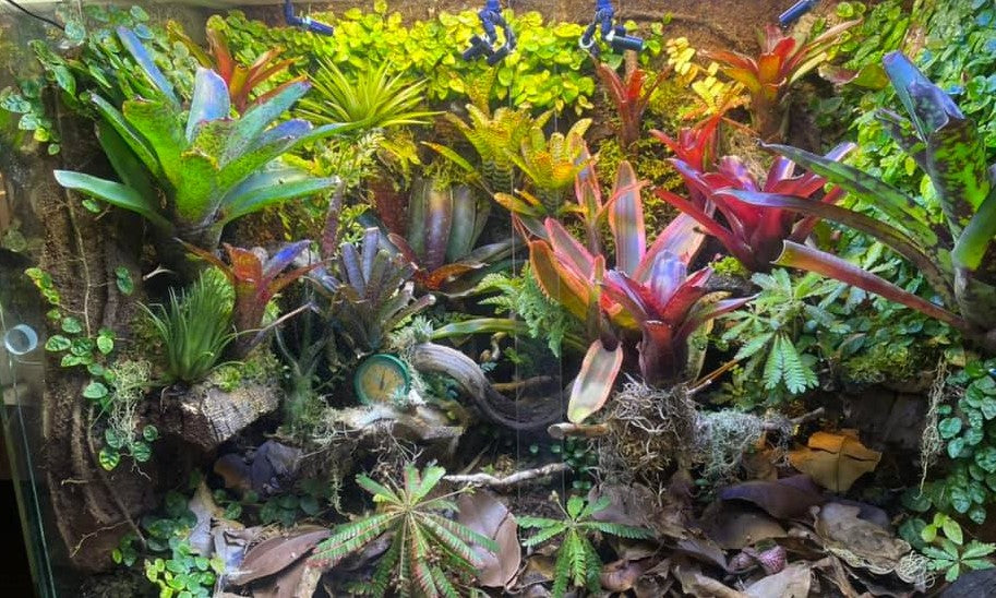 Bioactive Insect Enclosure What is a bioactive enclosure? – Reptile Ready