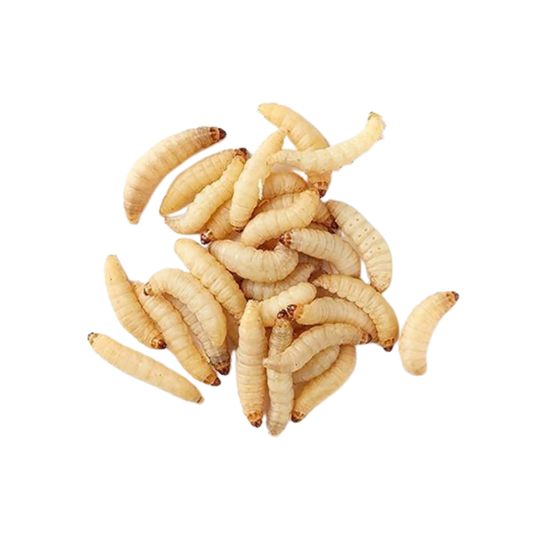 Northampton Reptile Centre Waxworms