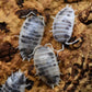 Dairy Cow Isopods - 10 count
