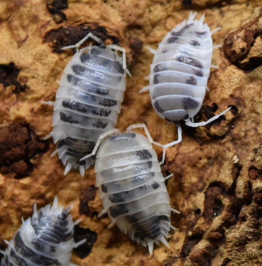 Dairy Cow Isopods - 10 count