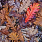 Oak Leaf Litter (Unsanitized)