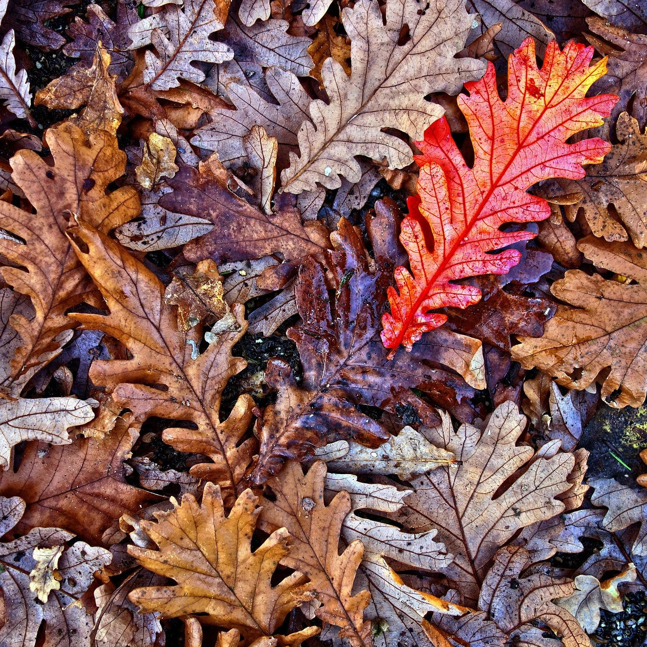 Oak Leaf Litter (Unsanitized)