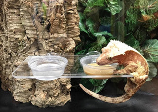 Pangea Gecko Ledge Suction Cup (Acrylic Large 1.5oz cups)