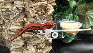 Pangea Gecko Ledge Suction Cup (Acrylic Small 0.5oz cups)