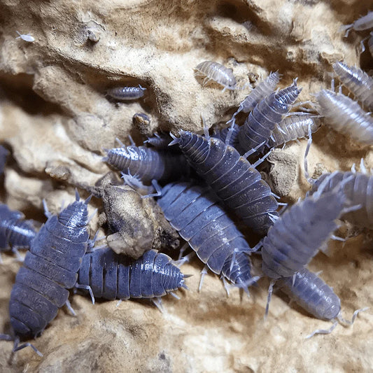 Powder Blue Isopods - 10 count