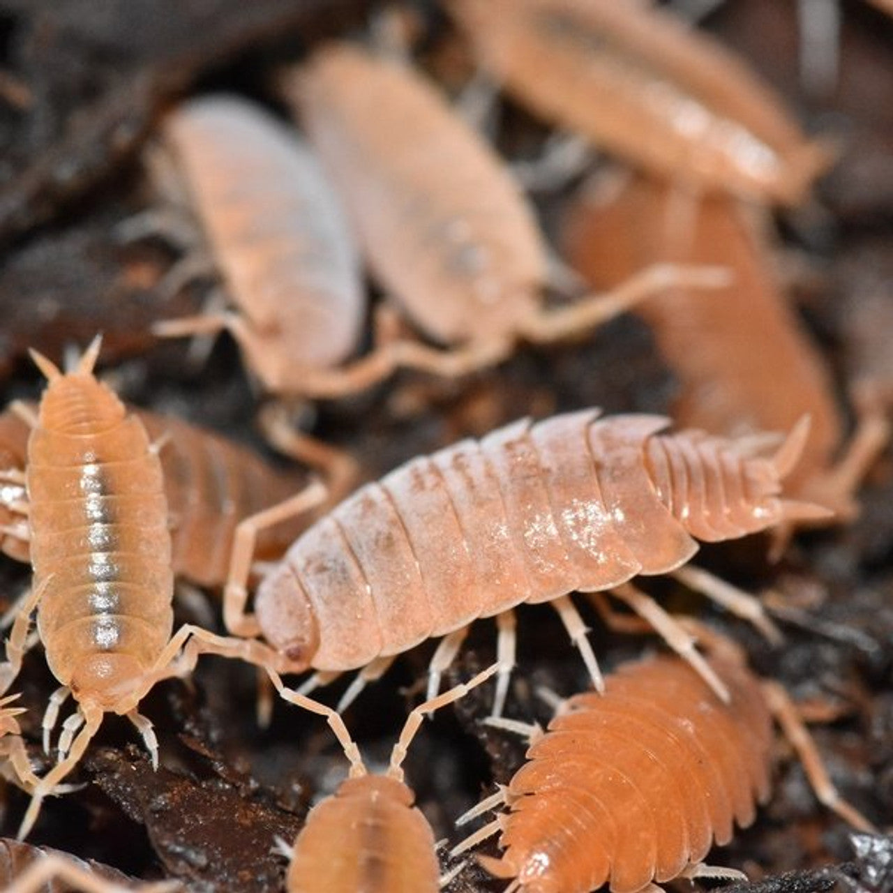 Powder Orange Isopods - 10 count