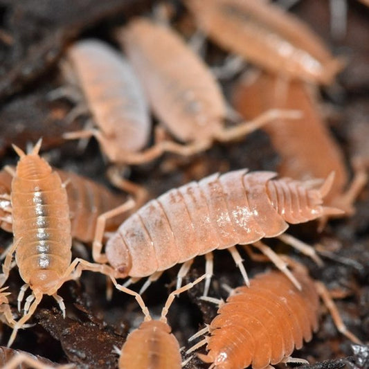 Powder Orange Isopods - 10 count