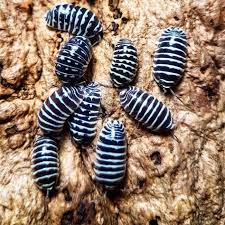 Zebra Isopods - 10 count