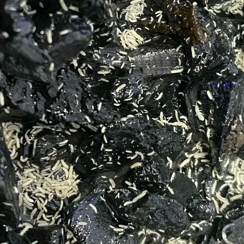 Springtails (White)