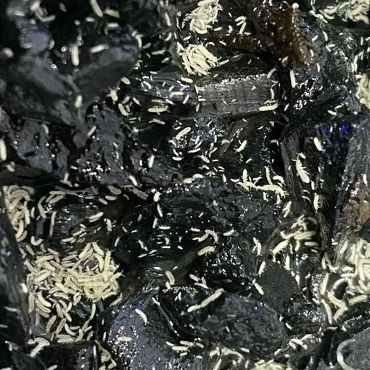 Springtails (White)